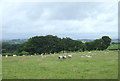 Sheep grazing east of Penuwch, Ceredigion