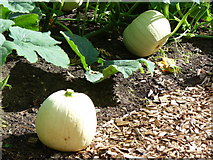 TQ0659 : Ripening Pumpkins by Colin Smith
