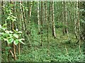 Woodland at New Lount Nature Reserve