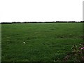 Field with cows, Treweers