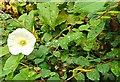 Bindweed at Kiltonga