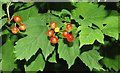 Red berries at Kiltonga