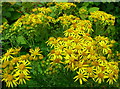 Common Ragwort, Senecio jacobaea