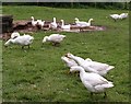 Geese, Elberry Farm