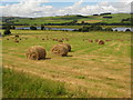 NU0000 : Fields adjacent to Coquet Nature Reserve by Alison Rawson