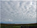 Clouds of cotton