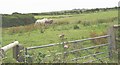 Pony and donkey in a paddock