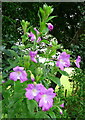 Broad-leaved Willowherb, Epilobium montanum