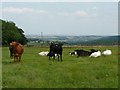 Cattle in field next to Pule Hill Hall