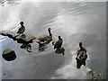 Wildfowl assortment