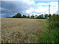 Wheat field at Grafton 1