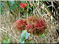 Rose bedeguar galls