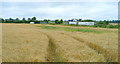 Barley field by the A4130