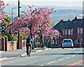 Cyclist and Cherry Trees