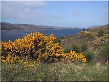 NC0511 : Gorse in Flower above the Head of Loch Osgaig by Sarah Charlesworth