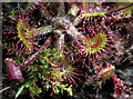 SD4583 : Round-leaved Sundew by Dave Green