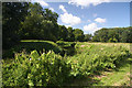 River Lark near Wamil Hall