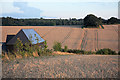 Farmland at Westley Bottom