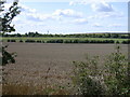 Wheatfield with view of radio mast