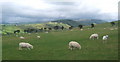 Fields above Cefn Llwyd