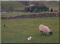 Newborn lamb at Hebden