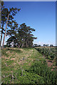 Field boundary at Wangford