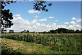 Maize field and Wangford Church