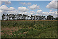 Maize field at Wangford