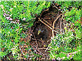 Newburgh: wasp nest