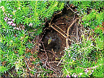NJ9925 : Newburgh: wasp nest by Martyn Gorman