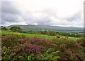 Field bank near Castellan