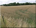 Farmland at Gopsall Park