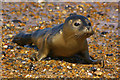 TG0545 : Young Common Seal on beach at Cley Eye by Ian Capper