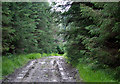 SN7053 : Forestry road, Cwm Dulas Plantation, Ceredigion by Roger  D Kidd