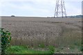 Farmland Bincombe