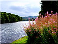 River Beauly,  looking upstream