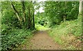 The Lecale Way near Strangford (3)