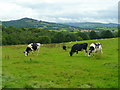 Pasture land at Whitehill