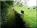 Narrow walled track as we approach 