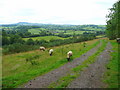 View north from Cefn Wood