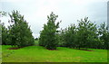 Cider orchards 2