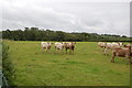 Cows in Field