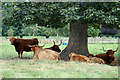 Highland cattle at Glamis Castle