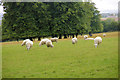 Sheep, Pitt Manor