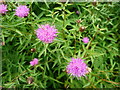 Common Knapweed, Centaurea nigra