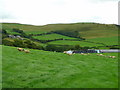 Sheep pasture at Tynwaun