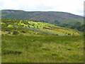 Moorland-rough grazing