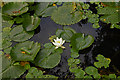 Pond Lily at Siding Lane