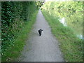 The cat and the canal