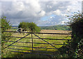 Fields and hedges near Sarnau, East Cilrhedyn